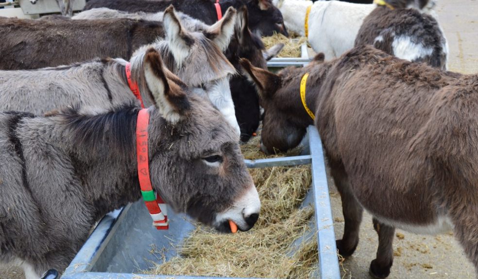 Photo: The Donkey Sanctuary