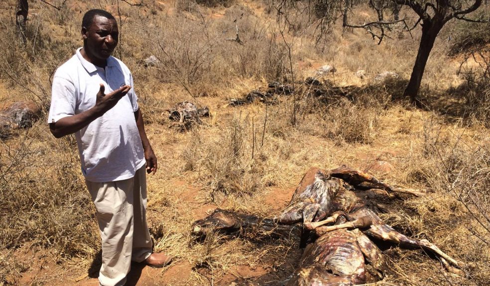 Donkeys stolen and slaughtered in Tanzania