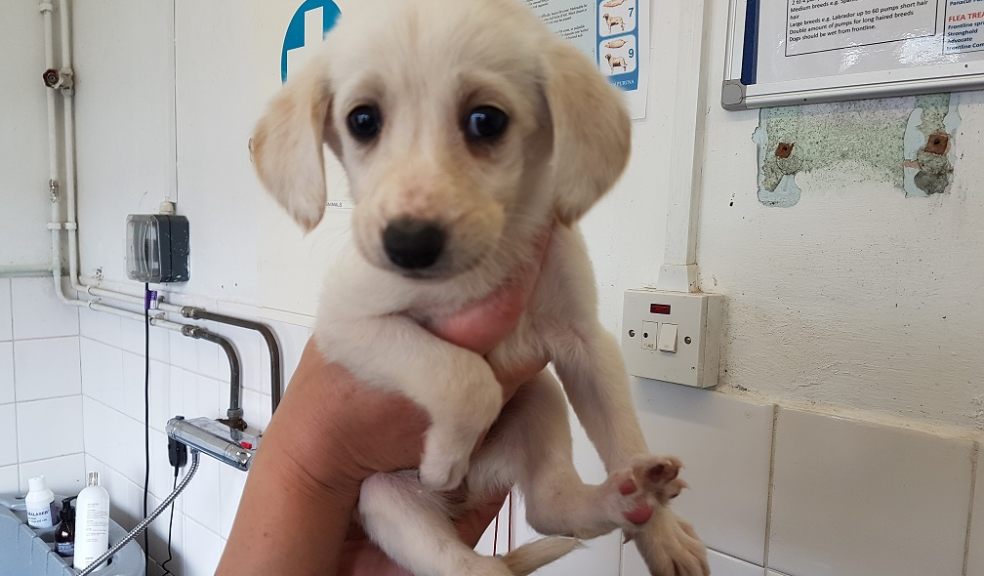 Dumped puppies
