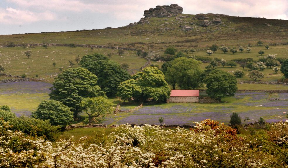 Photograph: Devon Wildlife Trust’s beautiful Emsworthy nature reserve on Dartmoor is set to see a make-over (Credit: Simon Williams)