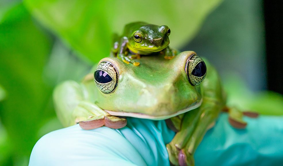 Paignton Zoo breeds Thao whipping frogs