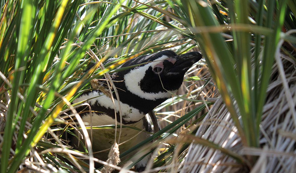 Devon’s new nature reserve… in the South Atlantic