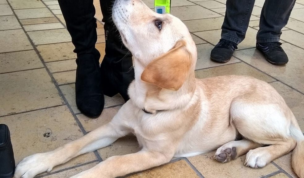 A guide dog puppy laying down side on and looking upwards