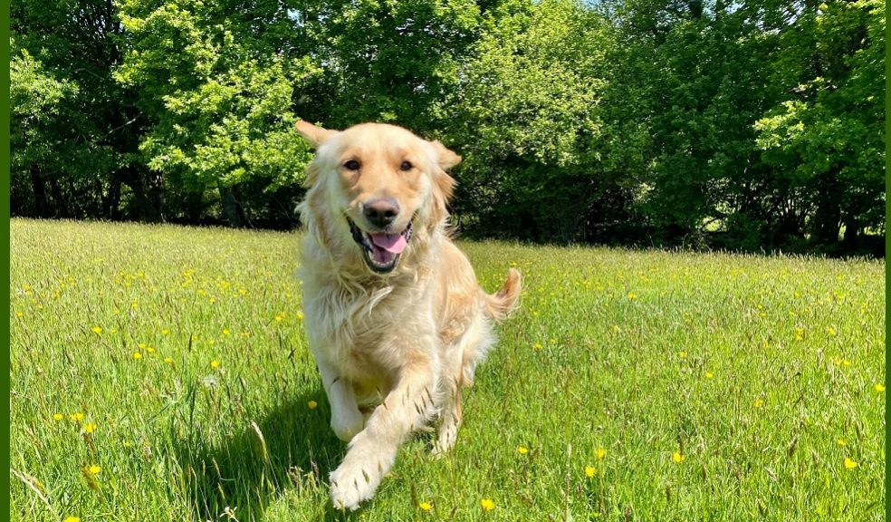 Guide Dogs for the Blind