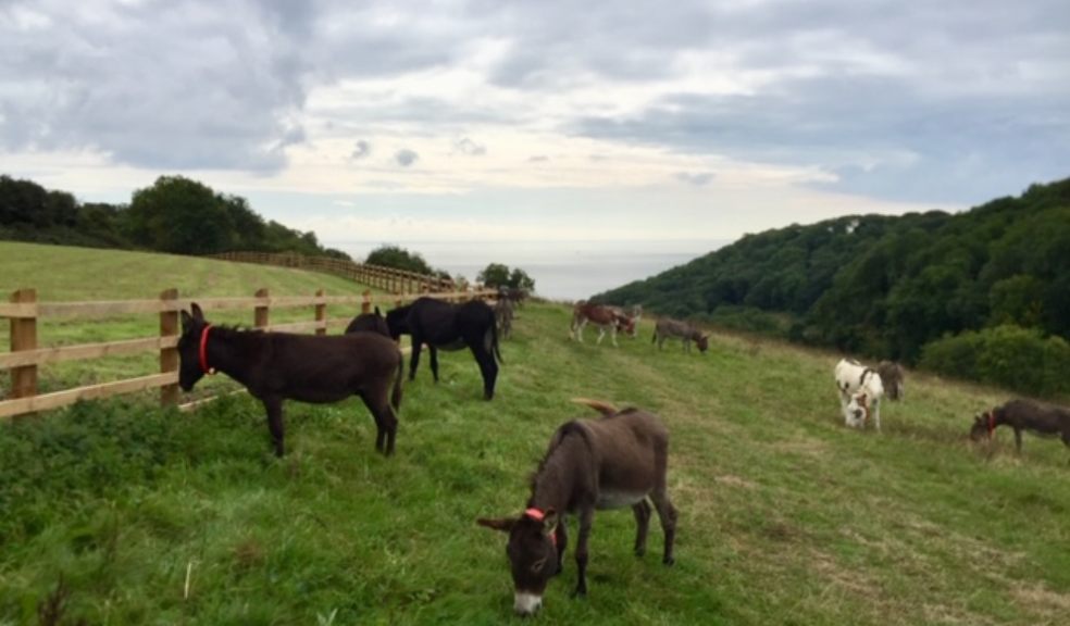 Pastures new for Devon's roaming donkeys