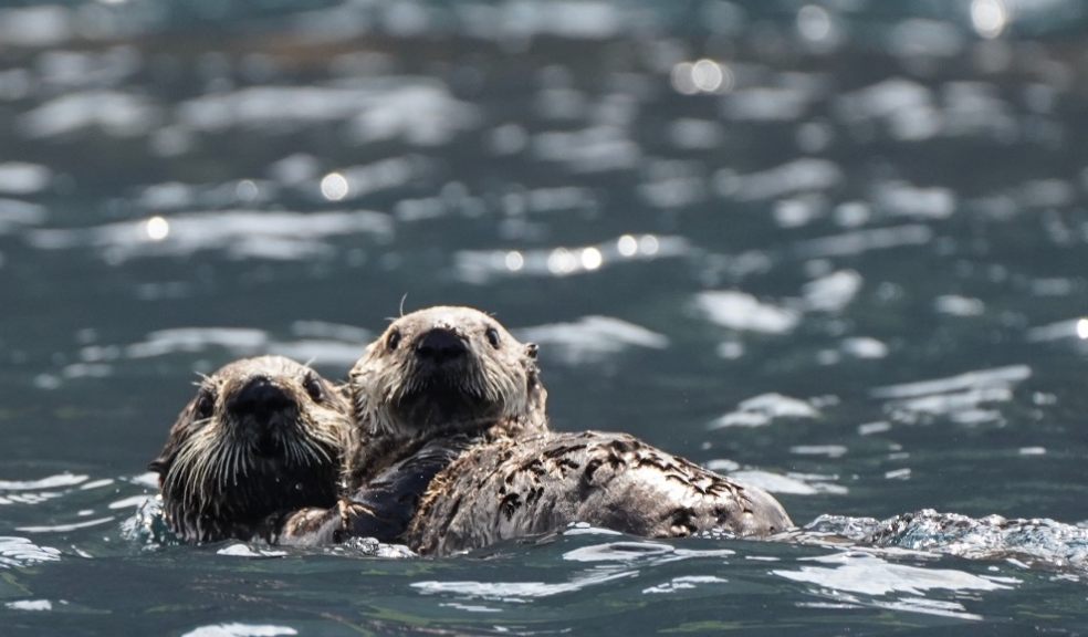 From Kurils With Love