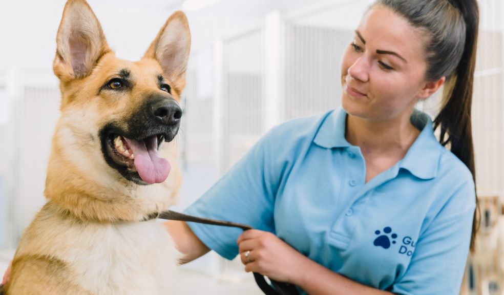 A Guide Dogs staff member holds a German Shepherd Dog by the lead. They are sitting together indoors