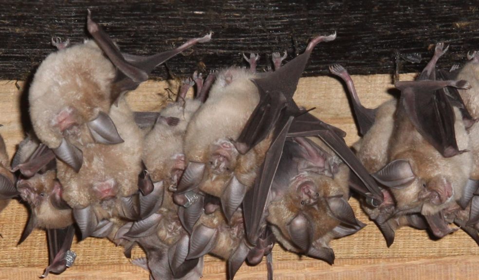 Roosting greater horseshoe bats by John J Kaczanow.