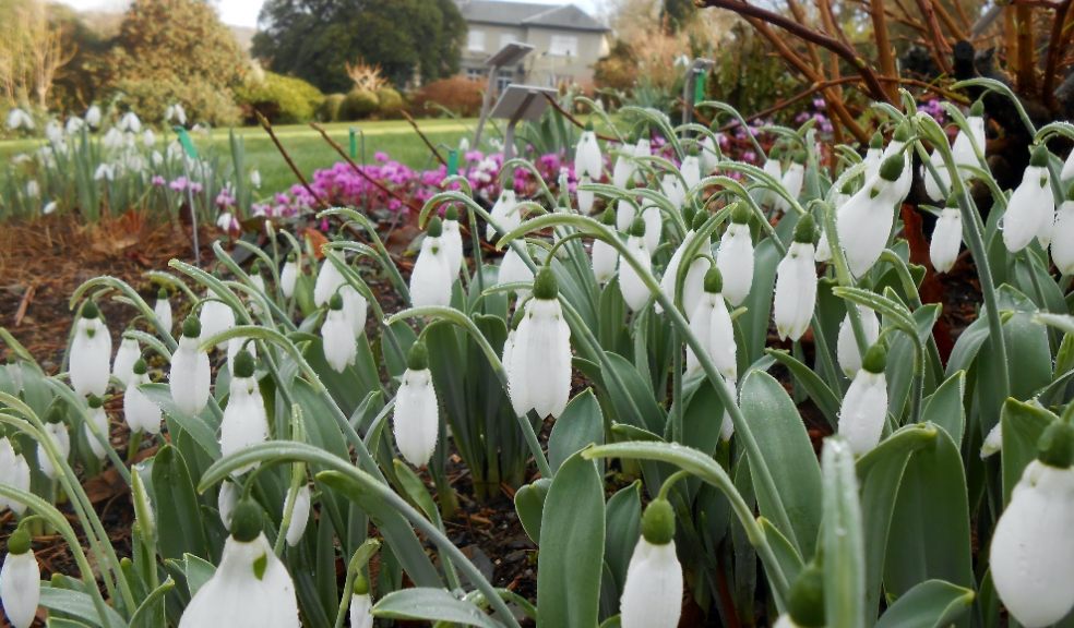 Snowdrop Festival, The Garden House