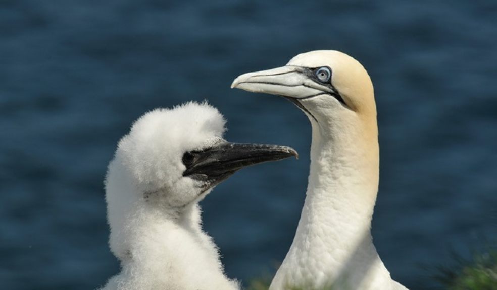 Gannet with chick – Alyn Walsh