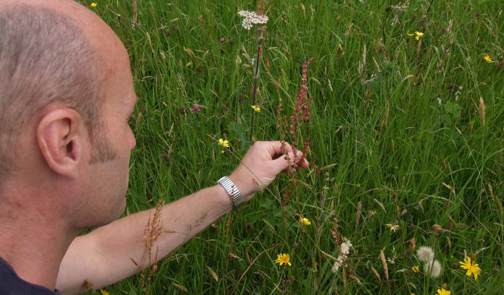 Gardener David Collings looking at species of wildflower in the meadow