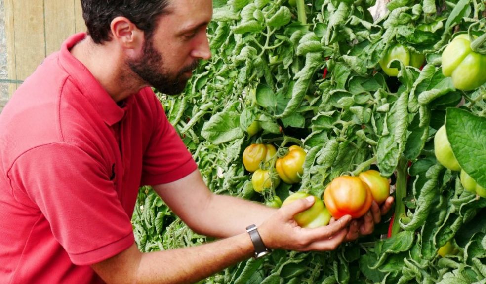 Gardener Sam checking an Atkins Stuffing tomato at Knightshayes. Photo: NT Liz Abdey