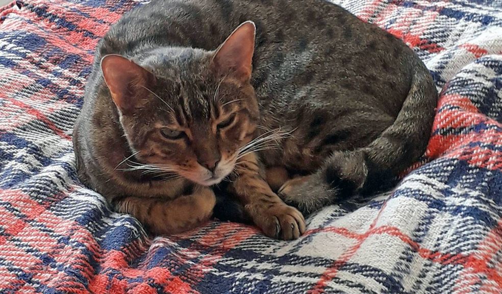 1) Genghis the Bengal cat, who had specialist reconstructive surgery at Cave Veterinary Specialists in Somerset 1) Genghis the Bengal cat, who had specialist reconstructive surgery at Cave Veterinary Specialists