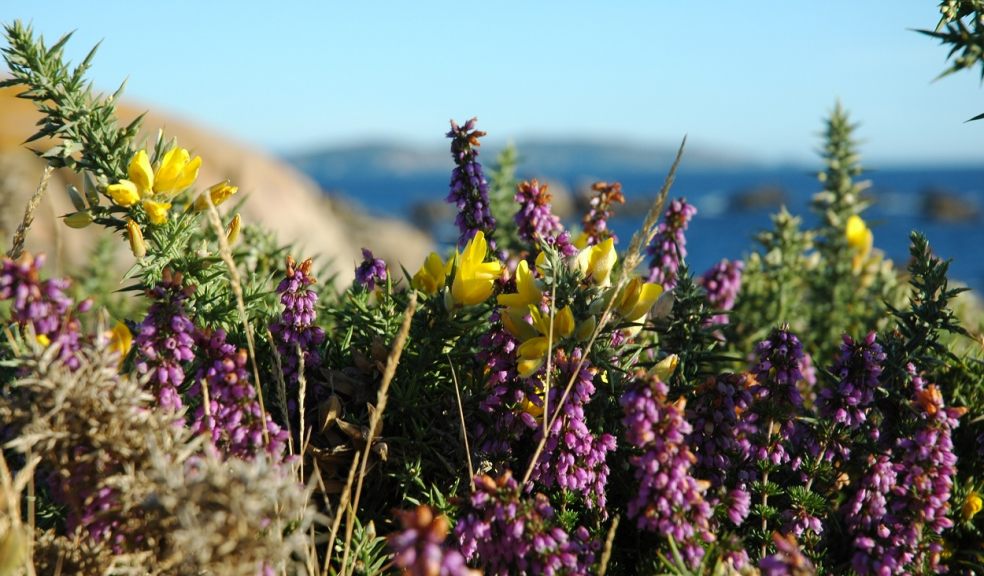 Gorse and heather in flower on Woodbury Common