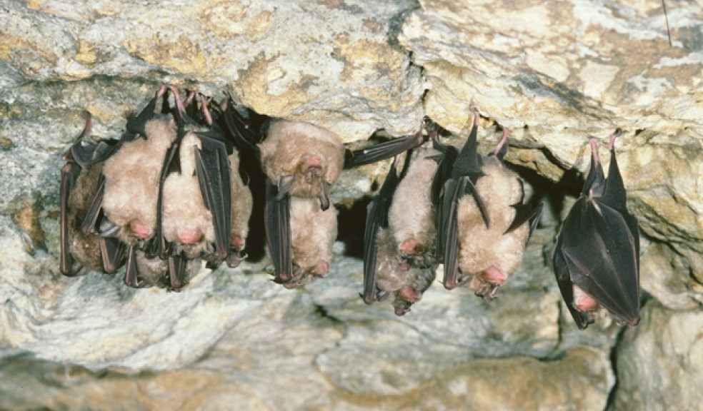 Greater Horseshoe Bats in Limestone Cave. Photo courtesy of Natural England - Michael Hammett.