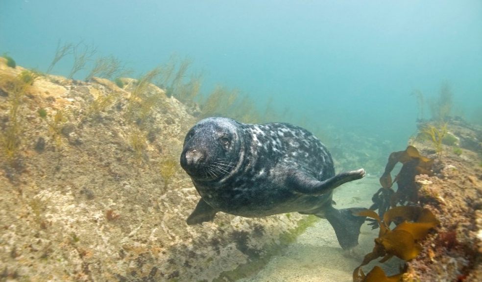 Grey Seal Photo: Paul Naylor