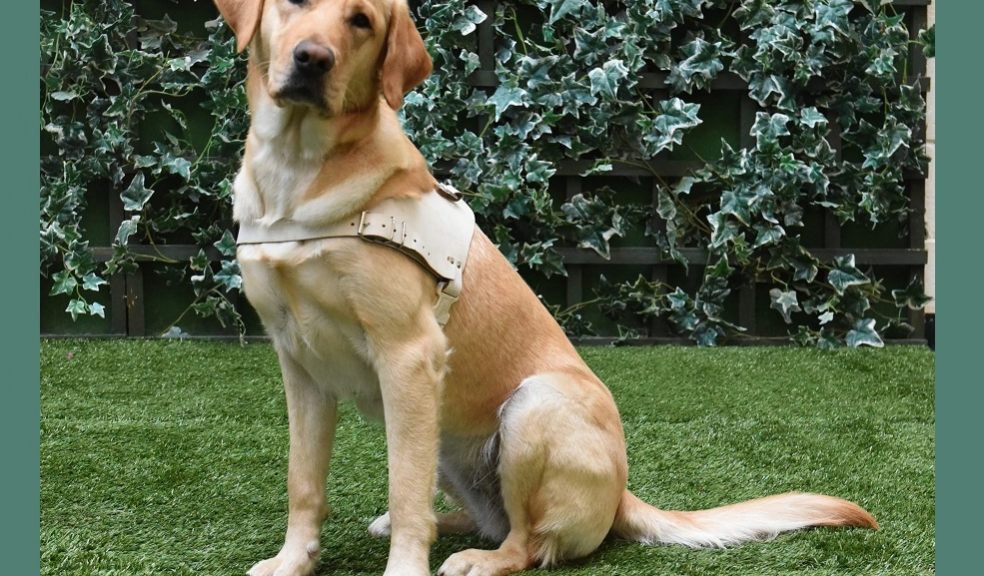 Yellow Lab Gucci sits on the grass in front of a wall of ivy with her white harness on. 