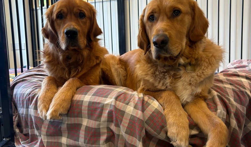 Two trainee guide dogs in Exeter Two guide dogs in training lie on a dog bed together.