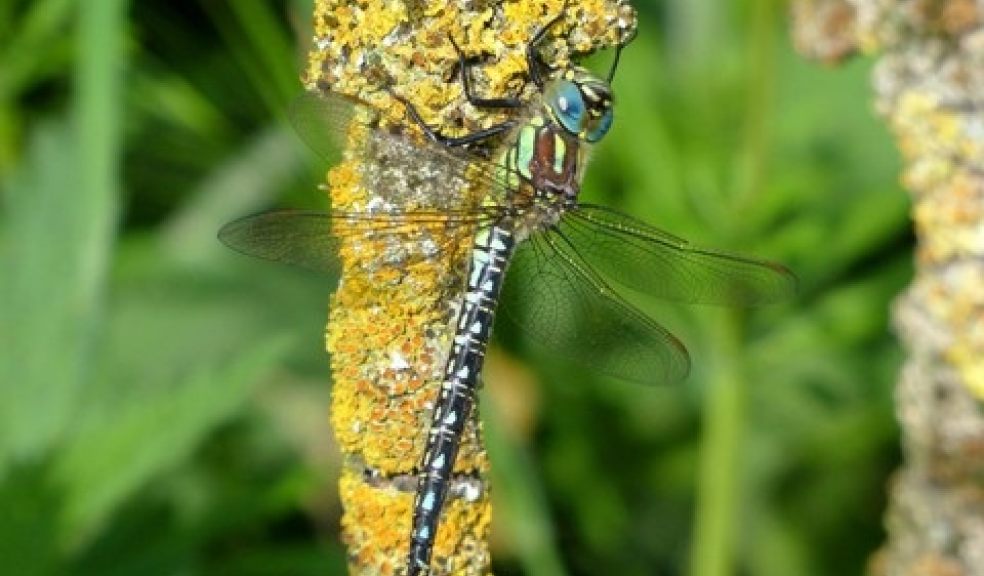 RSPB
