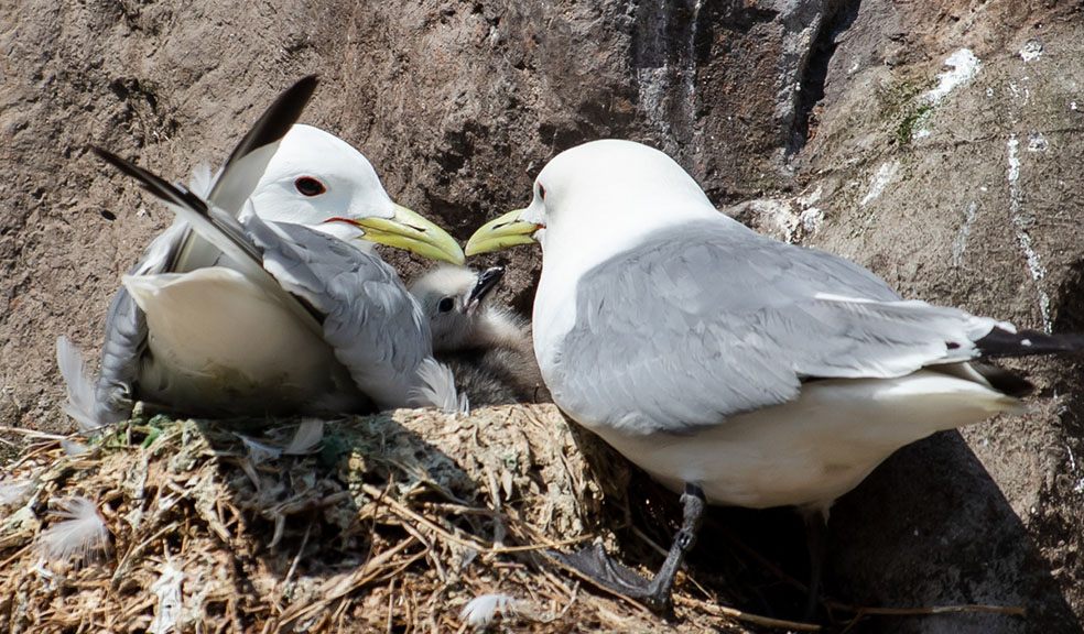 Happy bird-day at Living Coasts…