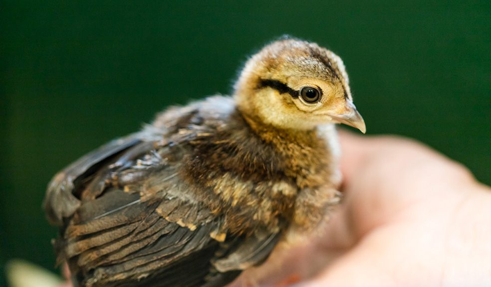 Hatching chicks (nearly) as easy as ABC