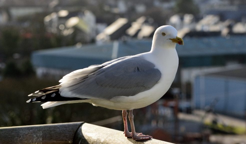 Herring Gull. Photo: Madeleine Goumas