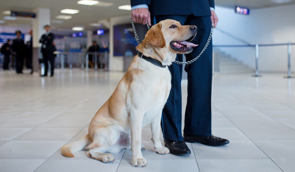 COVID, SNIFFER DOGS