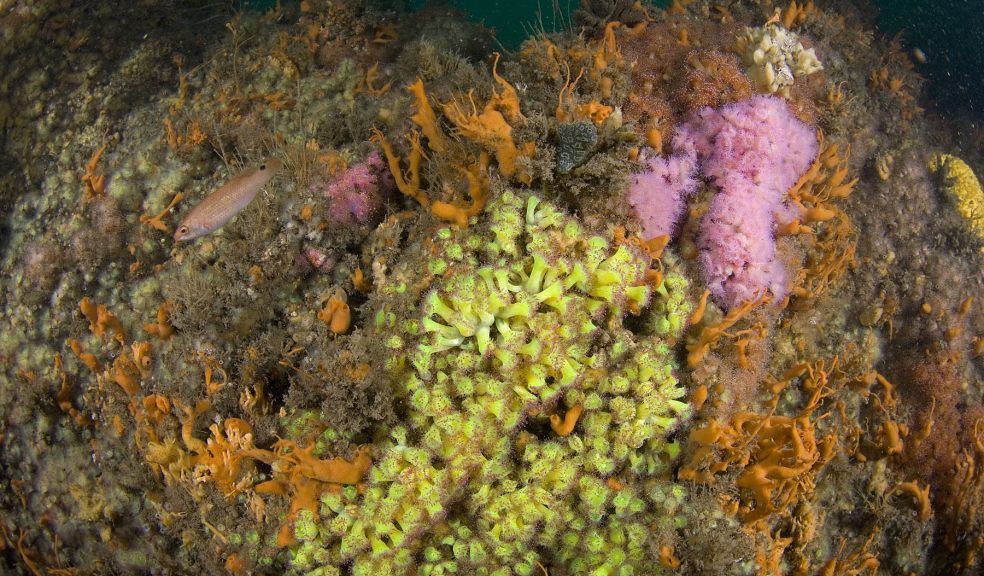 Jewel anemones, sponges etc, Plymouth Sound. Image: Paul Naylor.