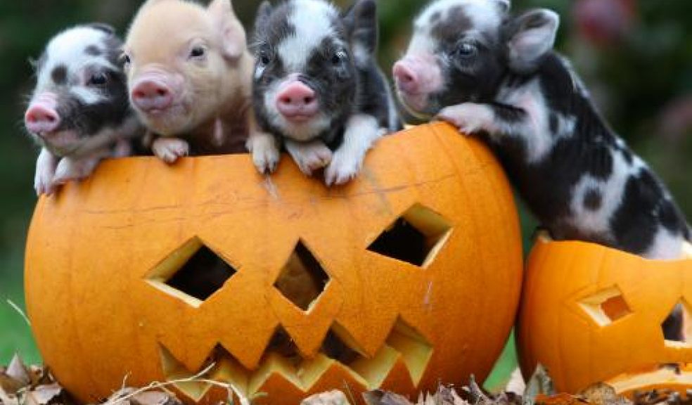 Jollyween at Penywell Farm