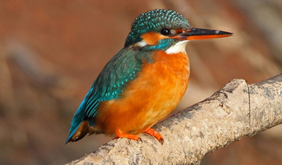 Kingfishers are just one of the species being helped on the River Sid (Photo: Chris Root)