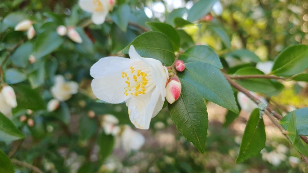 Blossom at Knightshayes. Photo: Alice Morgan-Brown.