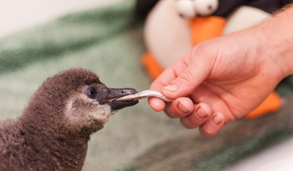 2018 10 Living Coasts African penguin chick