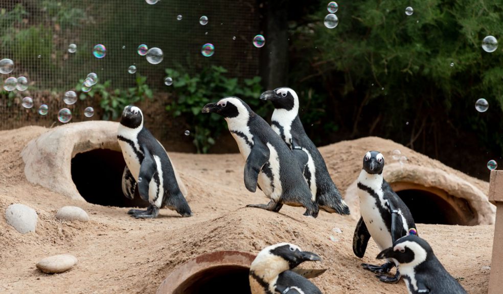 Living Coasts - everyone's local zoo