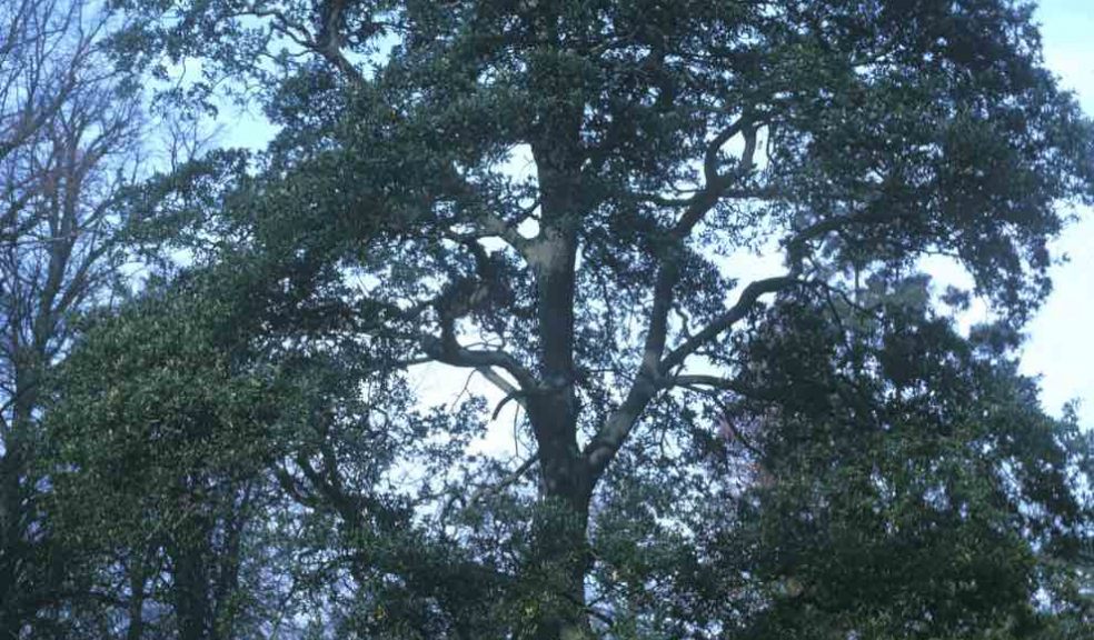 Lucombe Oak, courtesy of Forestry Commission 