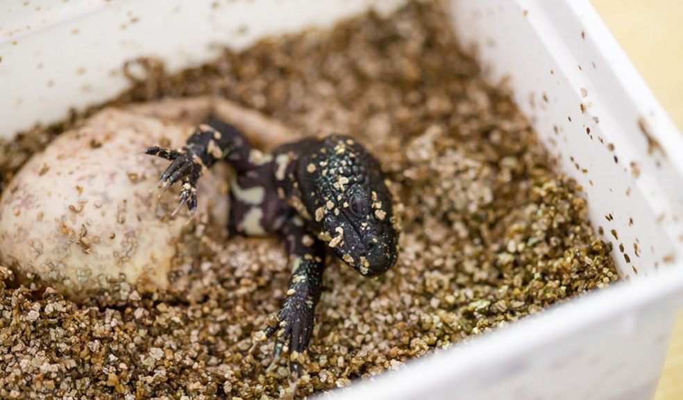 Paignton Zoo hatches Mexican beaded lizard