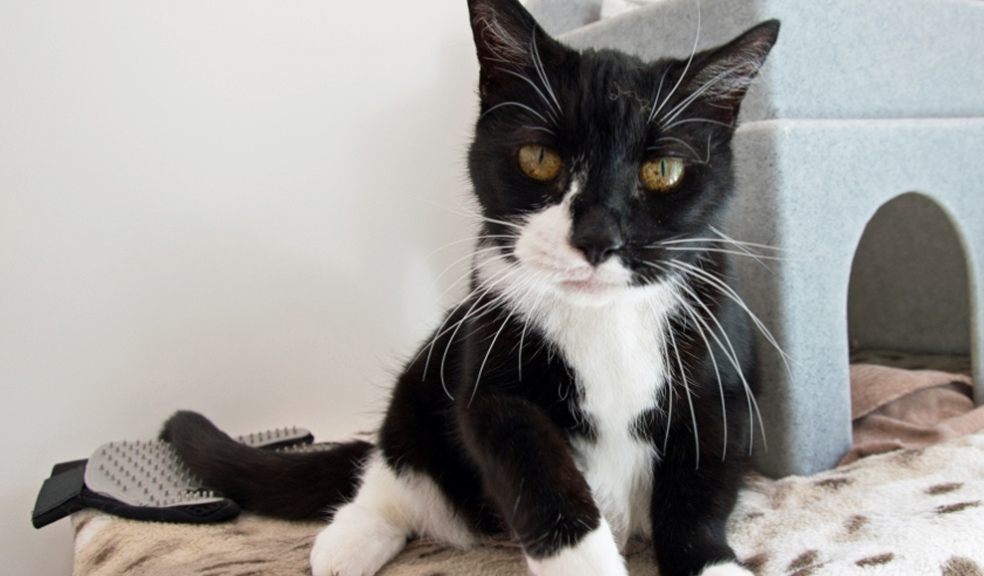 Missy. Photo: Cats Protection.
