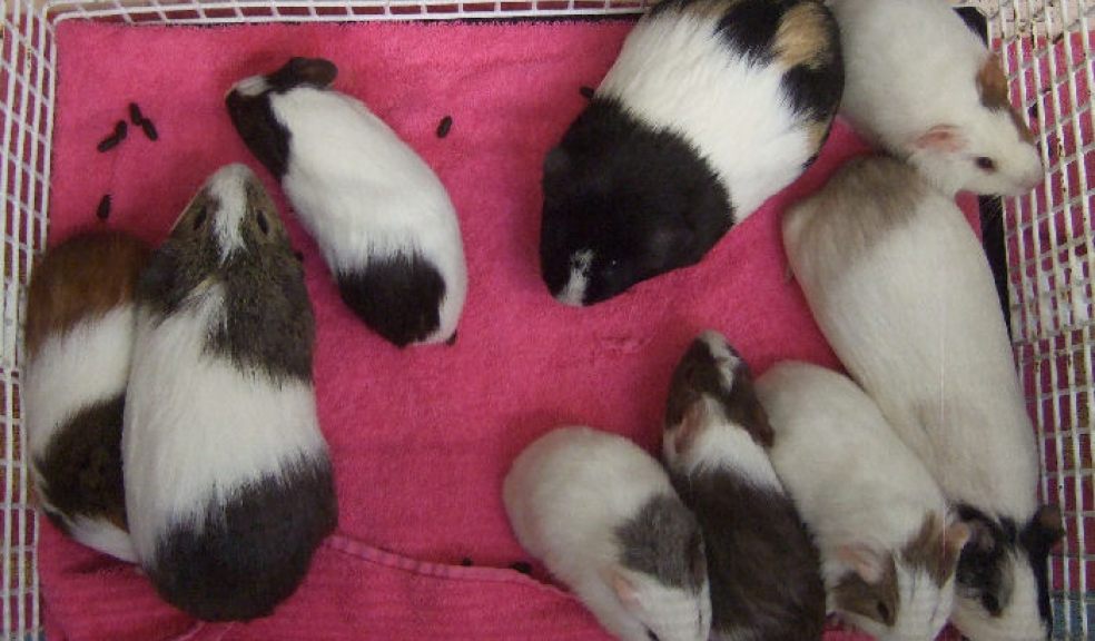 Mummy guinea pigs and babies