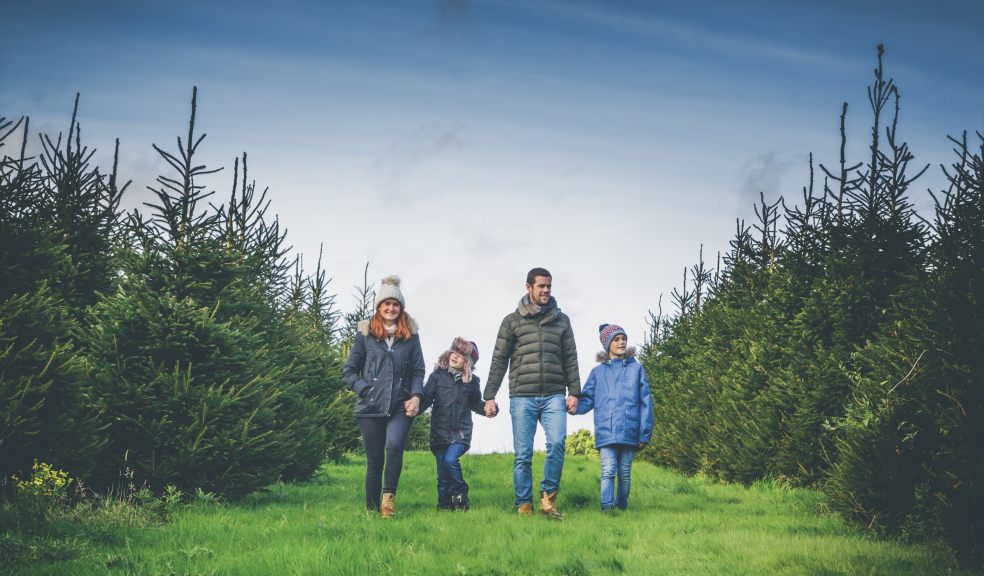 Book your place now for a magical trip through the Cotley Christmas Tree fields