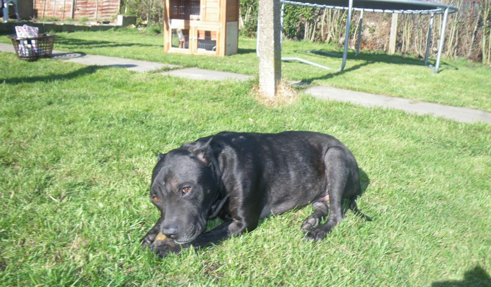 Abandoned dog after he was rescued by the RSPCA