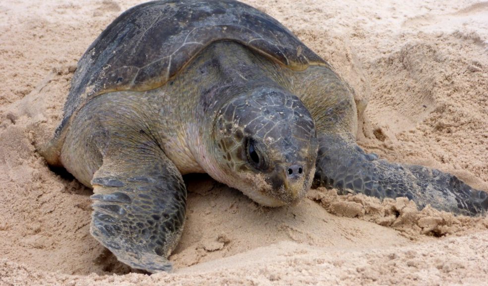 Nesting female olive ridley sea turtle encountered on the coastal walk. Photo credit: Dominic Tilley.