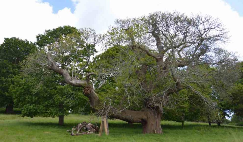  New prop for the Sweet Chestnut at Killerton. Photo: Chantelle Barry