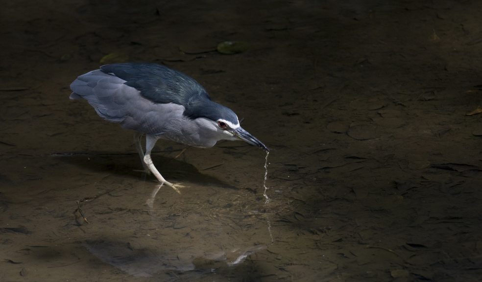 Night Heron ©David Southern