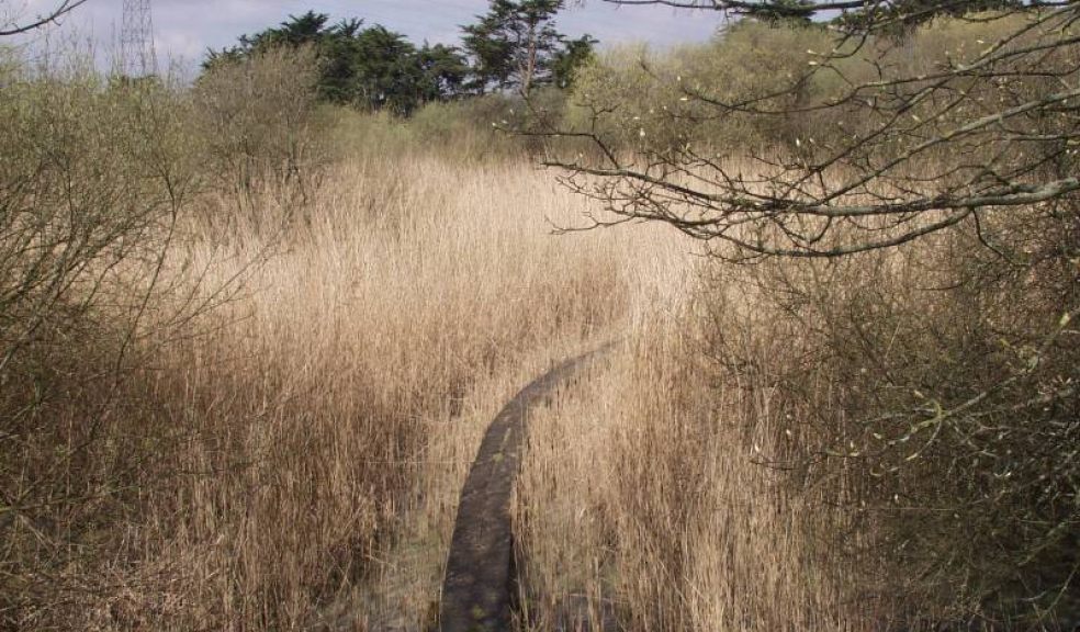 Old Sludge Beds. Photo courtesy of Devon Wildlife Trust