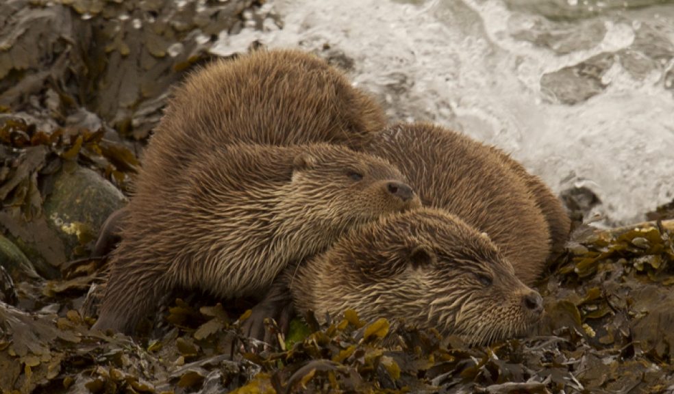 Credit: John Hunt, The Mammal Society