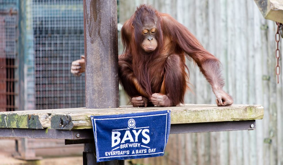 Paignton Zoo and Bays Brewery Orangutan Ale Paignton Zoo and Bays Brewery Orangutan Ale