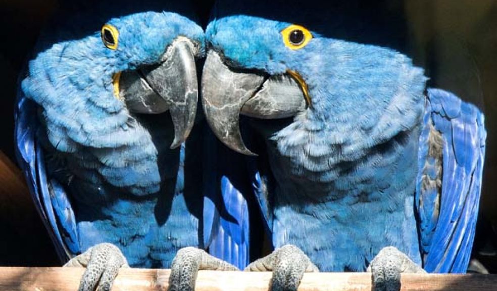 Paignton Zoo love birds