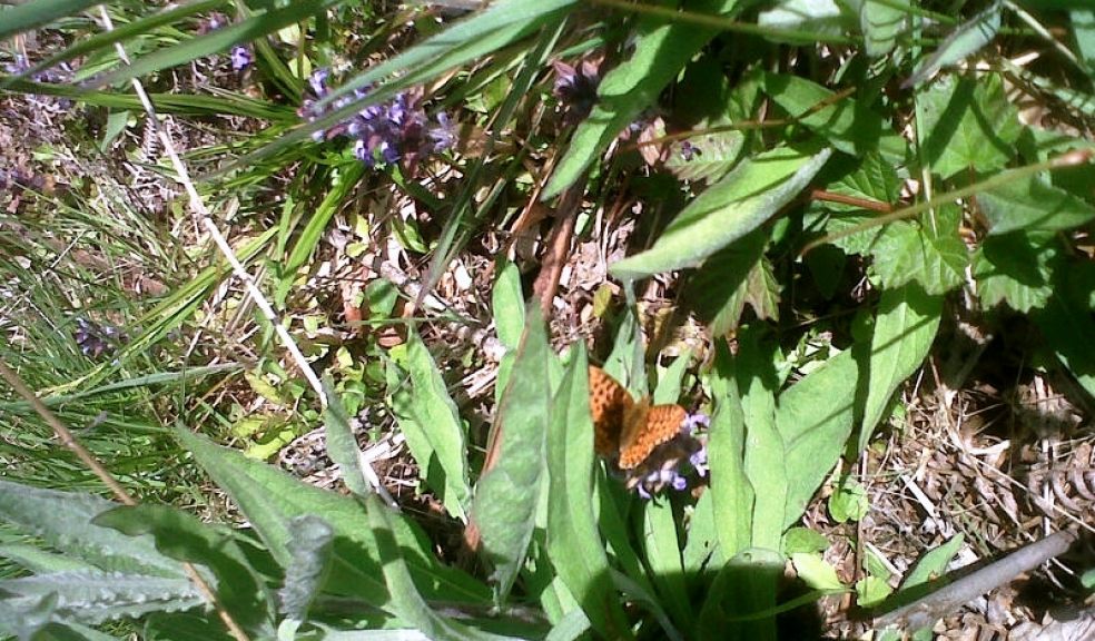 Pearl-bordered fritillary in Ashclyst Forest, taken on Wednesday 22 May, 2013 (Photo: Courtesy of The National Trust)