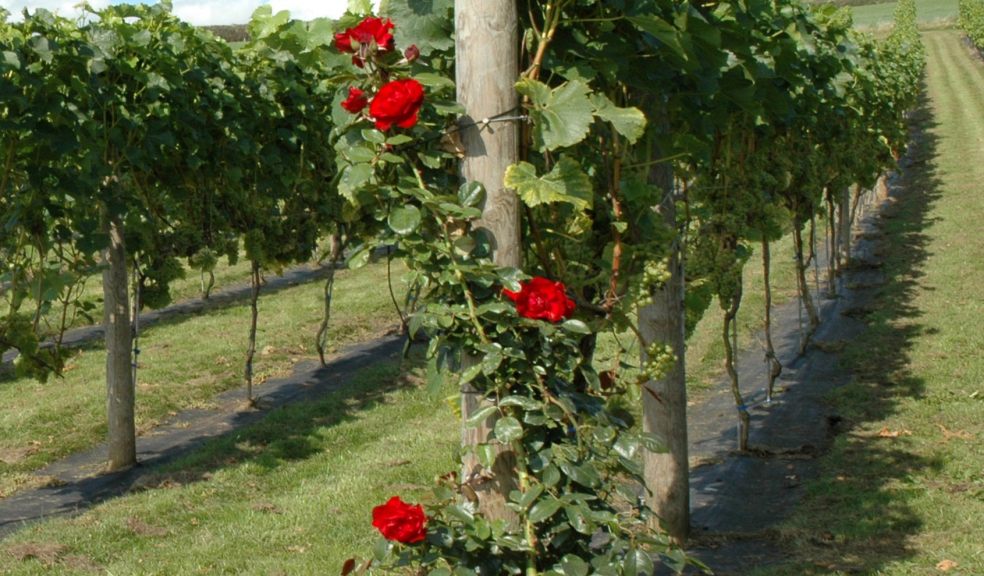 Pebblebed Vineyard