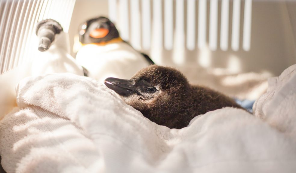 Paignton Zoo Penguin Chick