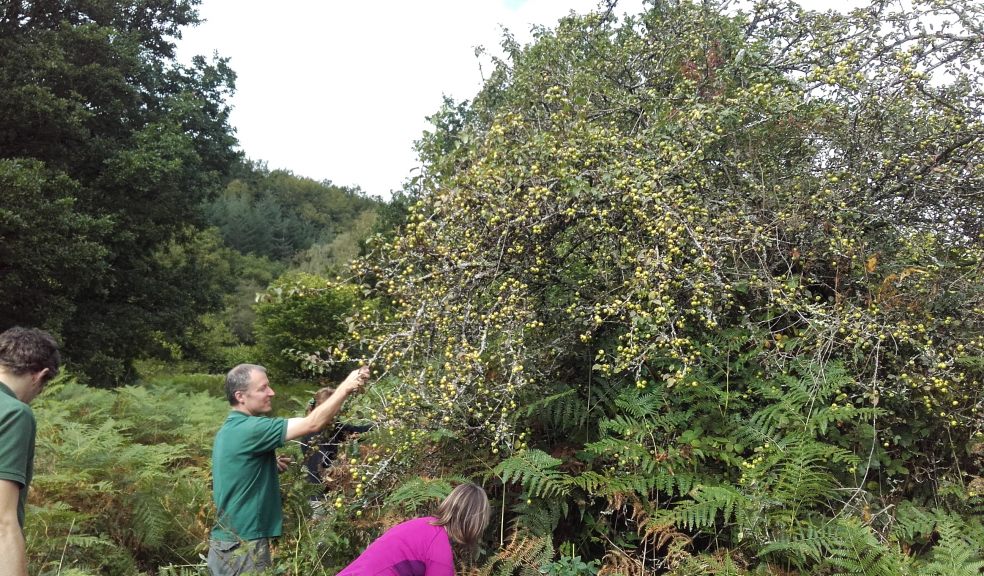 Devon Wildlife Trust staff pick crab apples at the charity’s Dunsford nature reserve